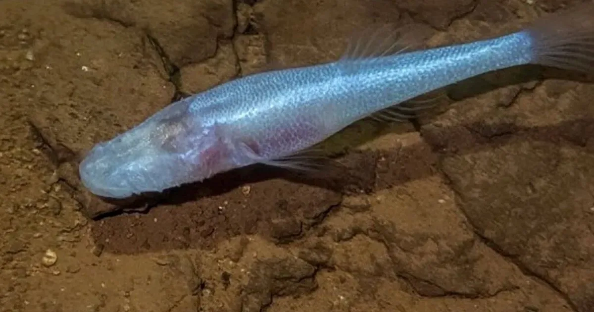 Pez blanco sin ojos nadando en aguas oscuras de una cueva subterránea