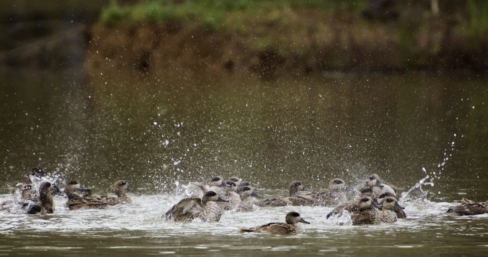 Paisaje inundado de las marismas de Doñana con aves acuáticas bajo un cielo nublado