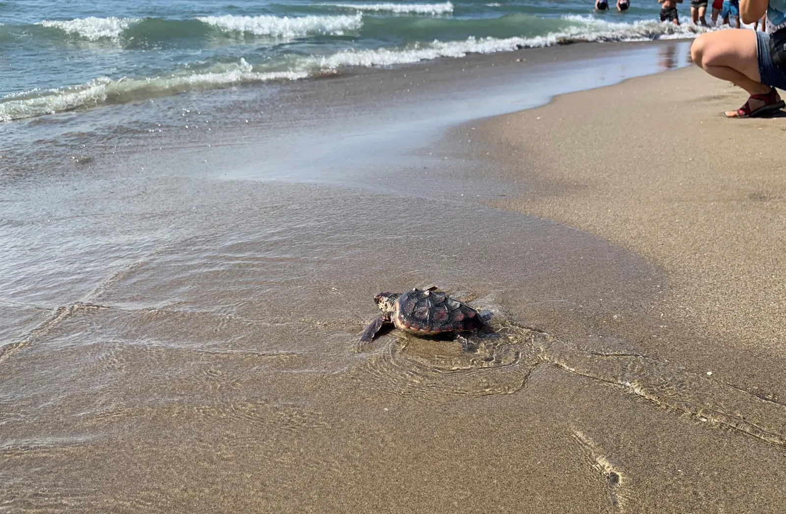 Nido de tortuga boba en arena de playa mediterránea con huevos y huellas