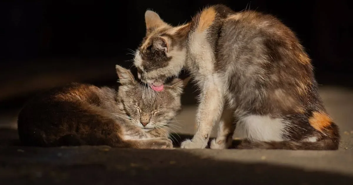 Dos gatos adultos acicalándose mutuamente en un sofá, uno lamiendo la cabeza del otro